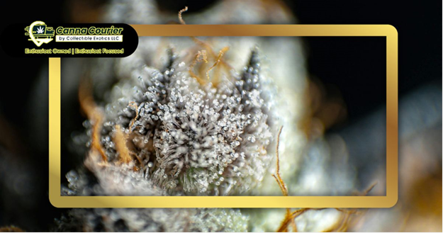 What Is THCa? The Beginner’s Guide to Understanding This Cannabinoid