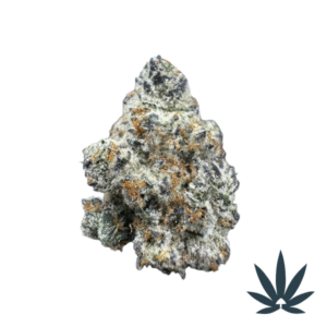 Mimosa
